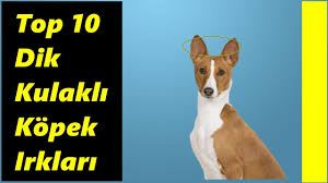 Sivri Kulakli Kopek Turleri Tr Secrettohappypets Com