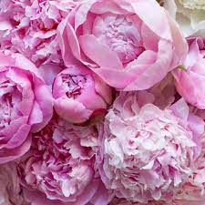 My flower pretty flowers fresh flowers pink flowers colorful roses peony flower cactus flower exotic flowers yellow roses. Peony Flower Symbolism And Colour Guide Bloom Wild