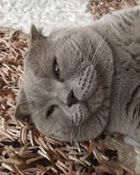 Kac Kadeh Kirildi Sarhos Gonlumdee Anlayamadim Annik Cats Cat Catsofinstagram Of Catstagram Instagram Instacat Cat Cats Instagram Instagram Posts