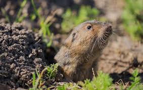 Here you may to know how to keep gophers away. All Clear Pest Control Learn About Pocket Gophers In Chandler Az