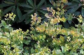 Image result for Cephalocroton mollis