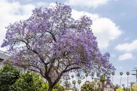 Image result for Jacaranda mimosifolia
