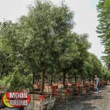 First, cut into the bottom of the branch. African Sumac Evergreen Trees Moon Valley Nurseries