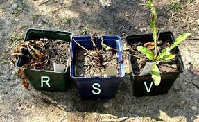 Homemade Weed Killer Roundup Vs Vinegar Vs Salt