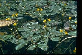 Image result for Utricularia