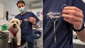 For a cat or a short nosed dog like a pug, you can slip a pillow case over his head. Vets Issue Warning After Dog Gets Huge Blade Of Grass Stuck Up His Nose Metro News