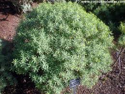 Image result for Euphorbia jubata