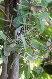 Image result for Teramnus repens