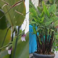 Image result for Thalia geniculata