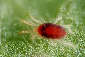 Image result for red mite