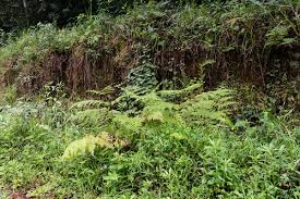 Image result for Hypolepis sparsisora