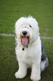 Dogs with l*/l* genotype are expected to have long hair. Old English Sheepdogs Were Originated In England They Have Long Haired Dense Coats Sometimes Even Covering Most Dog Breeds Old English Sheepdog Every Dog Breed