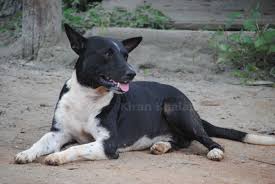 Handsome Black And White Indog Outside Guwahati Assam Clicked By Kiran Khalap Street Dogs Dogs Natural Dog