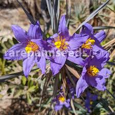 Image result for Xerophyta zambiana