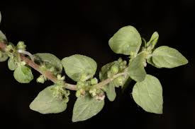 Image result for Parietaria