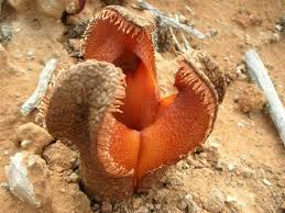 Image result for Hydnora