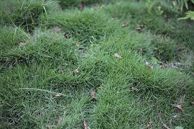 再談台北草 思在樹人 痞客邦 herbs growing