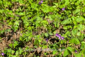 Image result for Oxalis obliquifolia