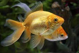 How To Breed Goldfish Basic Information You Need To Know Goldfish Goldfish Breeding Aquarium Fish