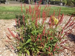 Image result for Persicaria