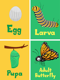 Como Se Convierte Una Oruga En Una Mariposa 2018 Plagaswiki