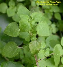 Image result for Parietaria