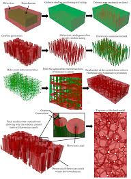 966 x 541 png 652 кб. Materials Free Full Text Parametric Modeling Of Biomimetic Cortical Bone Microstructure For Additive Manufacturing Html