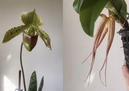 Image result for Bulbophyllum sp. nov