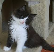 Norwegian Forest Cat Colours Norwegian Forest Cat Society Uk