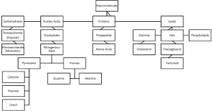 chart of carbohydrates lipids proteins and nucleic acids