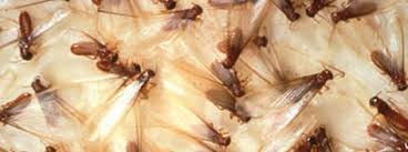 Looking for pest control services at industrial sites? Affordable Pest Control New Orleans Home Facebook