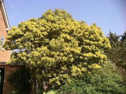 Image result for Acacia hockii