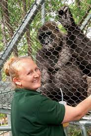 Dream Job I M In Charge Of The Gorillas At Philly Zoo Dream Job Zoo Gorilla