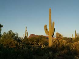 Saguaros reach over 50 feet tall, and can grow as many as 50 arms, or branches. Saguaro Story The Conservation Of Change