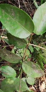 Image result for Clitandra cymulosa