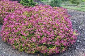 We did not find results for: Spiraea Piante Da Giardino Caratteristiche Della Spiraea