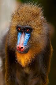 Inspiration Mandrill The World S Largest Species Of Monkey With Males Weighing As Much As 110 Lbs And Standing Up In 2020 Animals Beautiful Nature Animals Animals