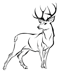 Deer coloring page baby pages buck and doe wiggle pro. Deer Coloring Pages Realistic Novocom Top