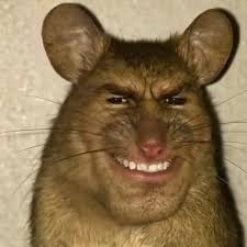 rat