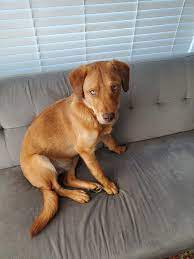 My Vizsla Golden Retriever Rescue Jackson Vizsla