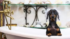 Dachshund dogs ten to grow hairs quickly, and their body becomes covered with fur within a short time. Dachshund Bathing Time Simple Guide On Bathing Grooming