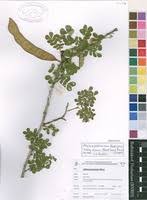 Image result for Albizia petersiana