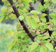 But two of my trees that are near this tree are pretty much look the same. Baby Apricots Living In Italy