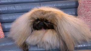 Der pekinese wasabi bei der preisverleihung nach der westminster kennel club hundeshow. Wasabi The Pekingese Wins Best In Show At Largest Ever Akc National Championship Gma