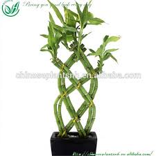 Senecio rowleyanus es el nombre científico del rosario, planta rosario o bolitas como es conocida. Plantas De Bambu Trenzadas De La Suerte Buena Planta China Buy Trenza De Plantas De Bambu Venta Planta De Suerte De Bambu Chino Buena Suerte Planta Product On Alibaba Com