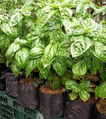 Image result for Tragia brevipes-benthamii-okanyu