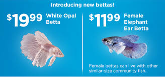 I slaved over his name, but i thought it suited him. Petco It S Coming Our 3 Day Aquatics Sale Starts Friday Milled