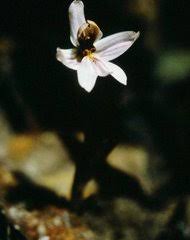 Image result for Solenangis conica