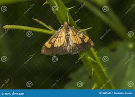 Image result for Evergestis limbata