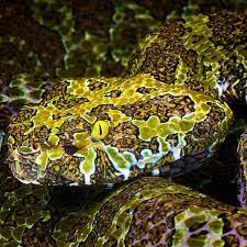 Reptiles Magazine On Instagram The Mangshan Viper Protobothrops Mangshanensis Is A Critically Endangered Venomous Snake Endemic To China It Is A Giant Vipe